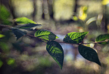 Sun on a branch - бесплатный image #453439